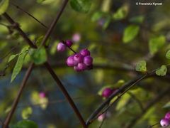 Blüte/Knospen