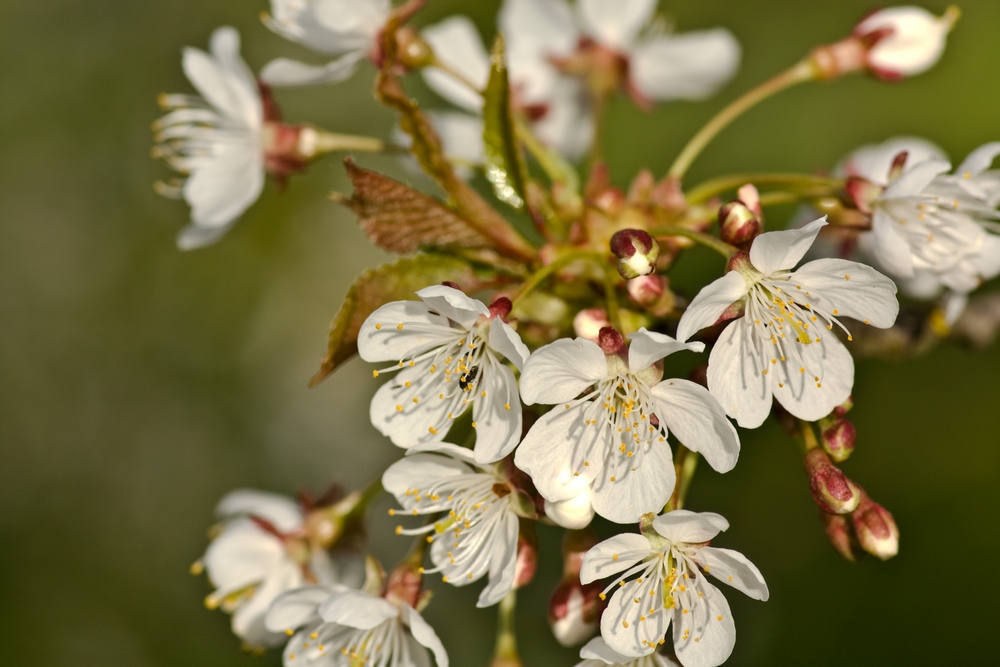 Blüten