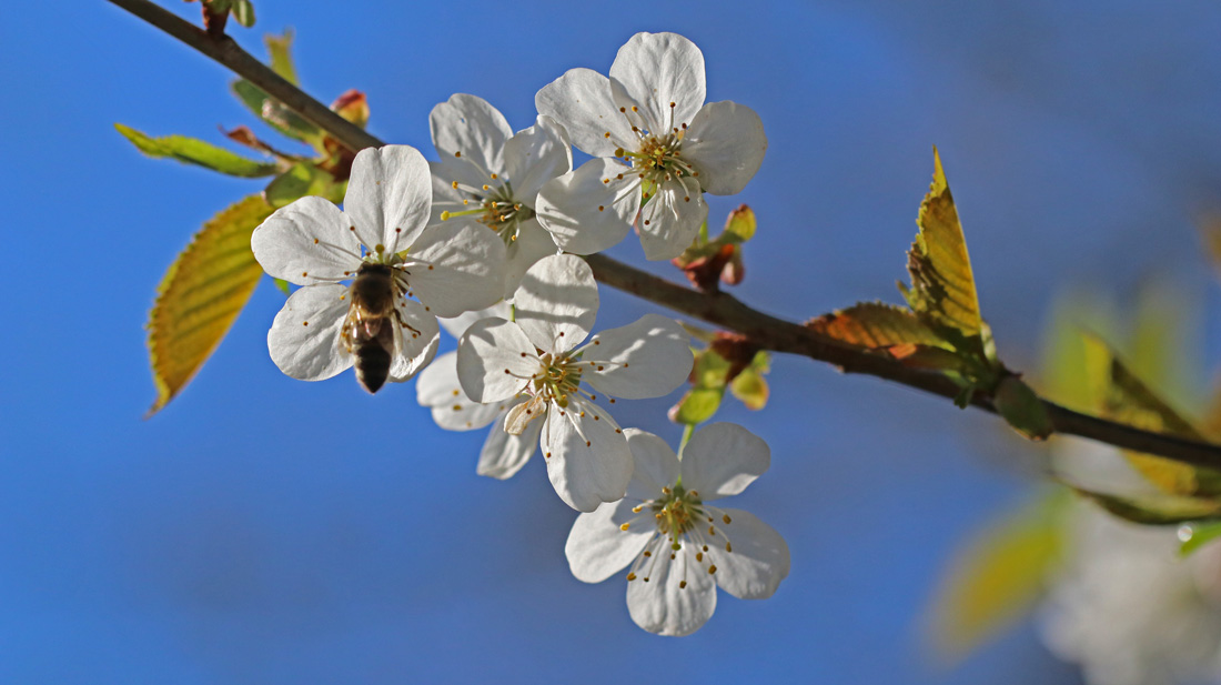 Blüten