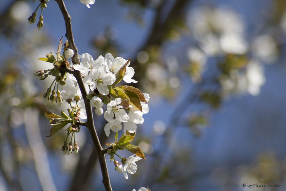 Blüten