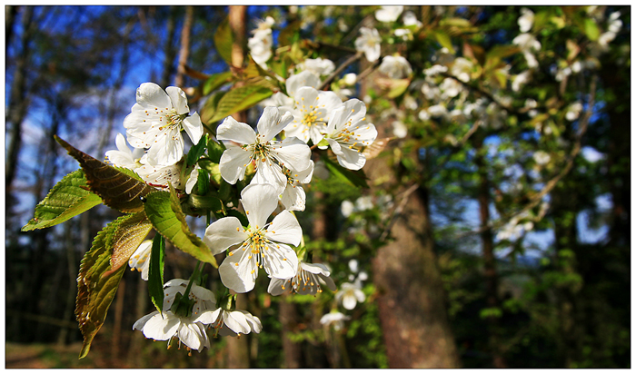 Blüten