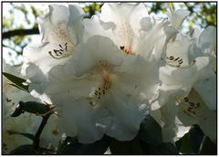 Blüten 19 - Weißer Rhododendron