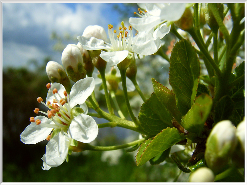 Blüten