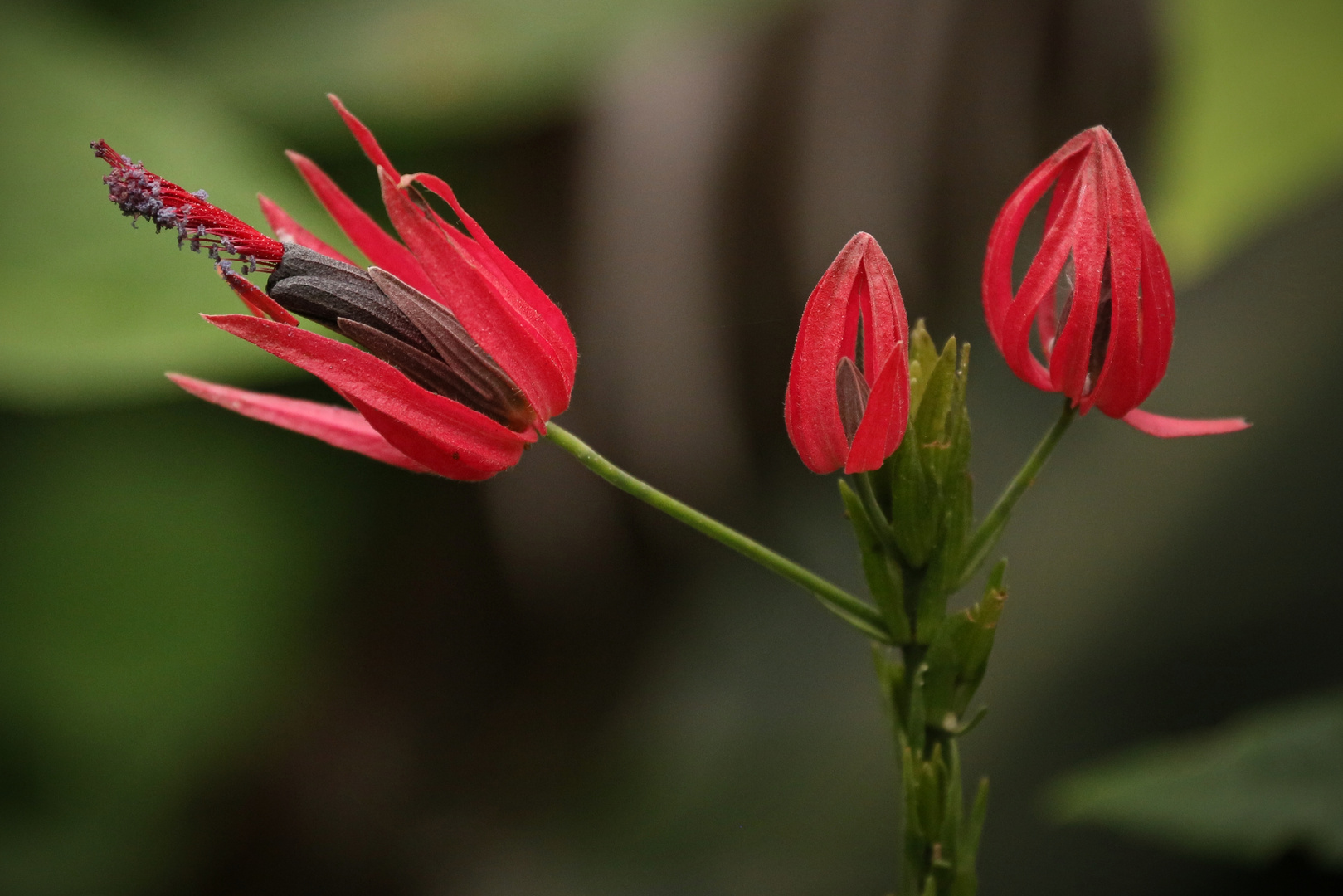 Blüten (2014_10_23_EOS 6D_7925_ji)