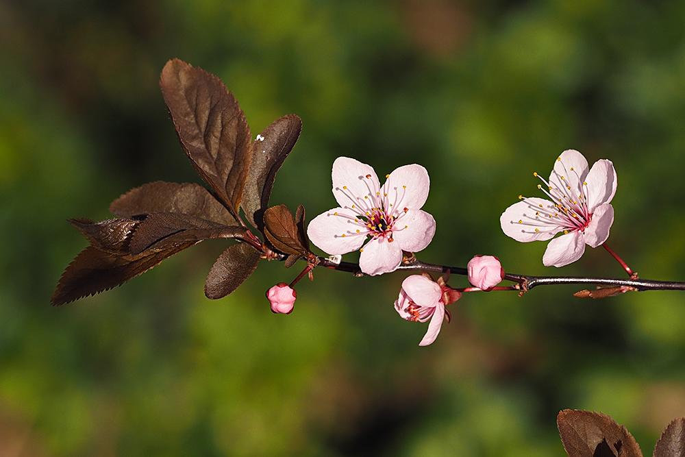 Blüten