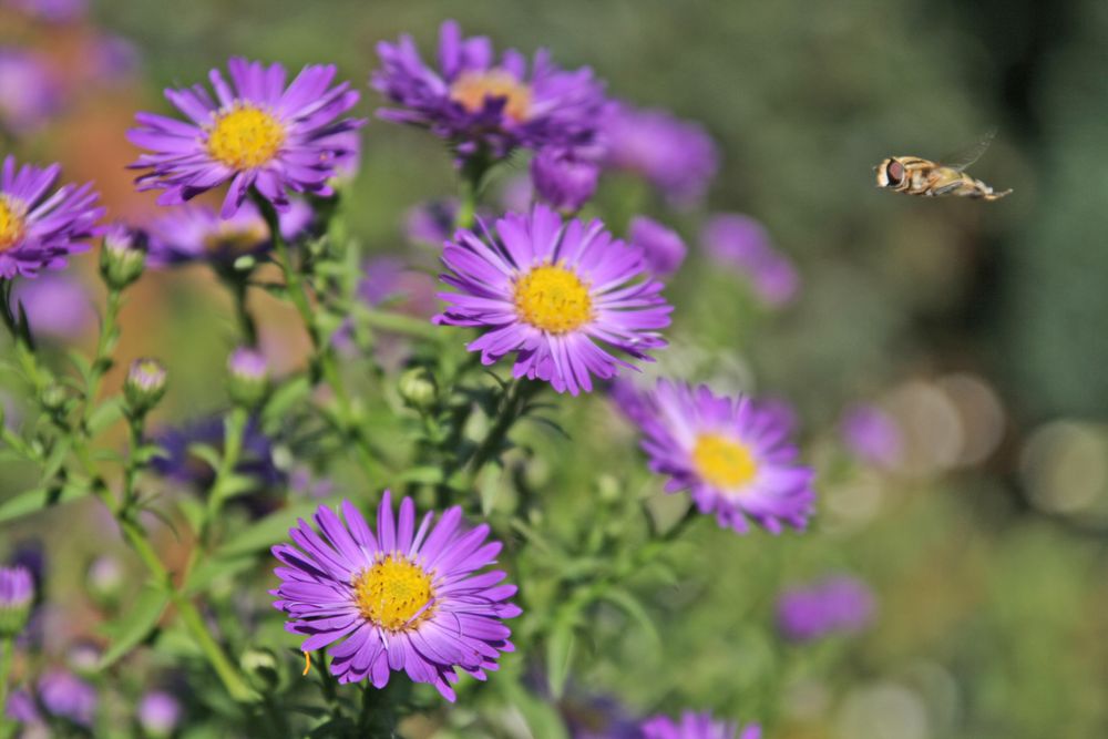 Blüten von knollorulez 