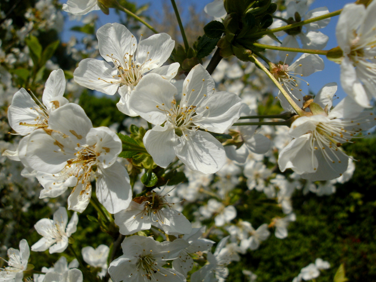 Blüten