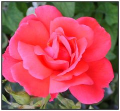 Blüten 3 - Rose