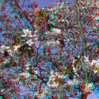 Blüten (3D-Foto)