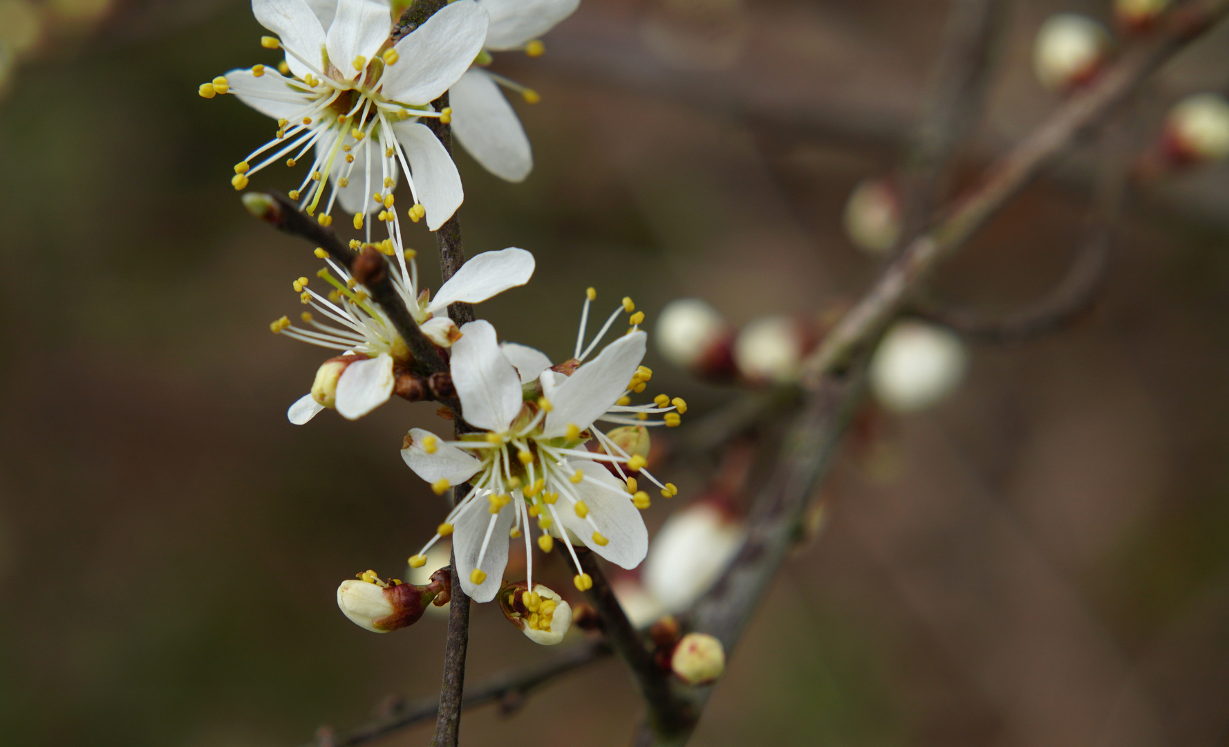 Blüten