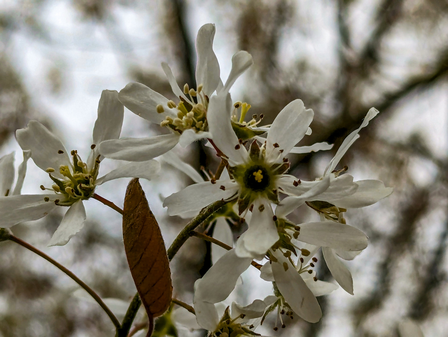 Blüten