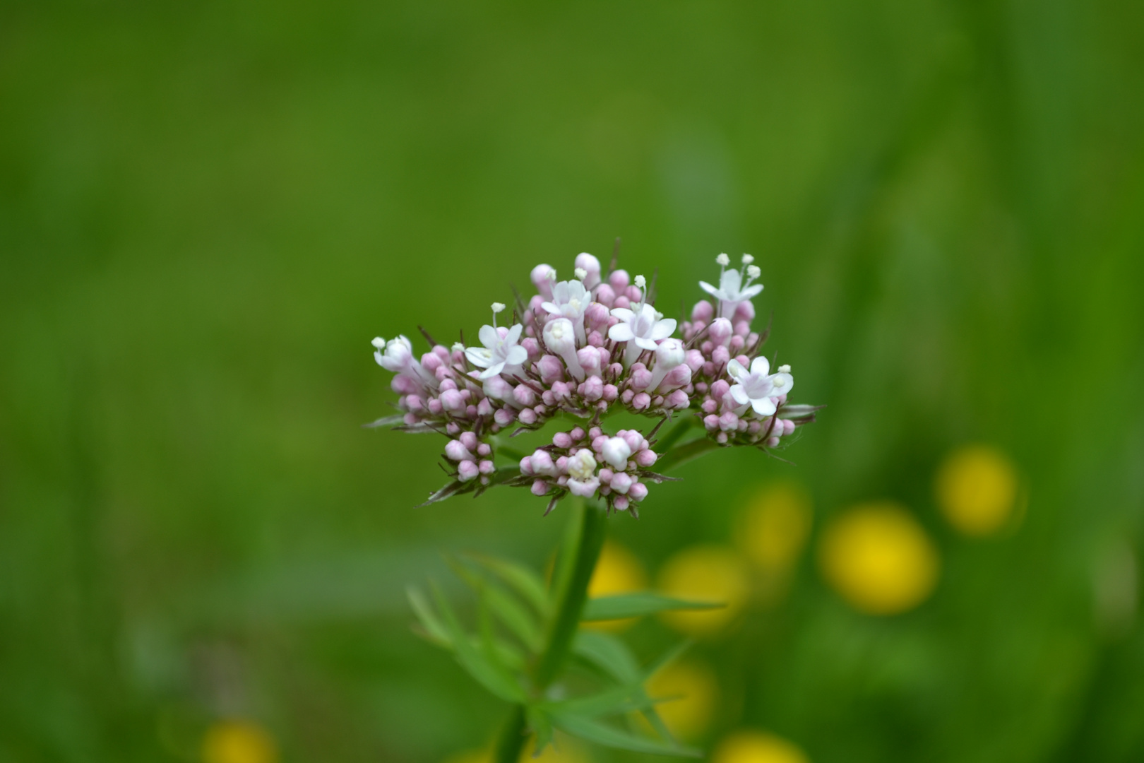 Blüten