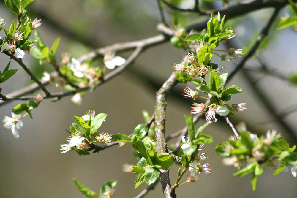 Blüten