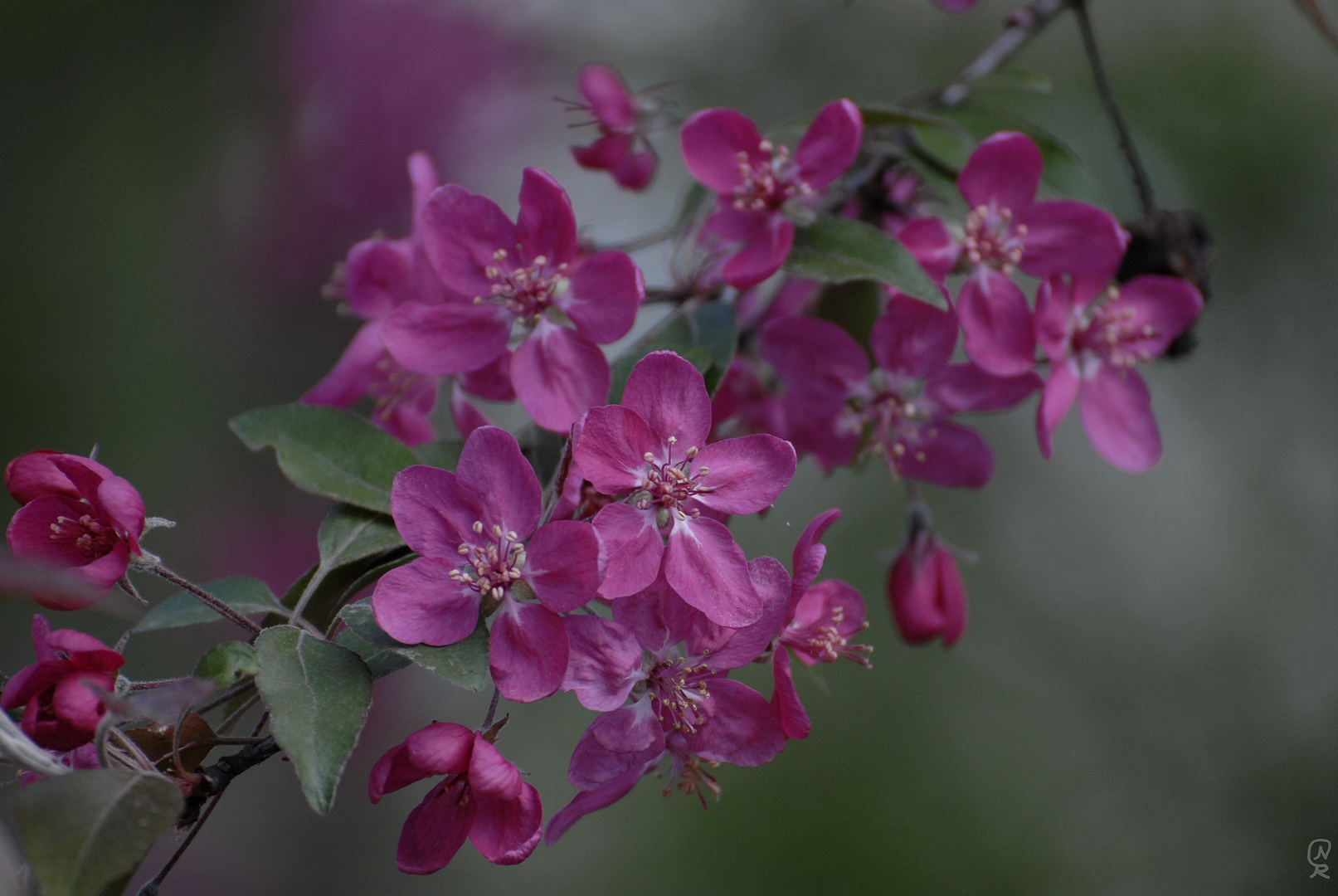 Blüten Foto & Bild | natur, pflanzen, blätter Bilder auf fotocommunity