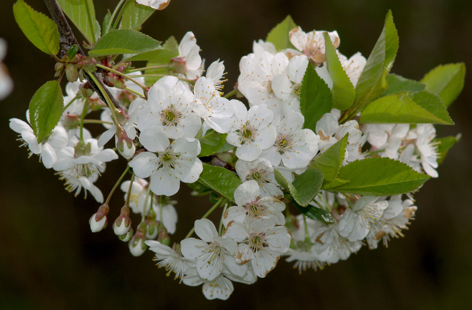 Blüten