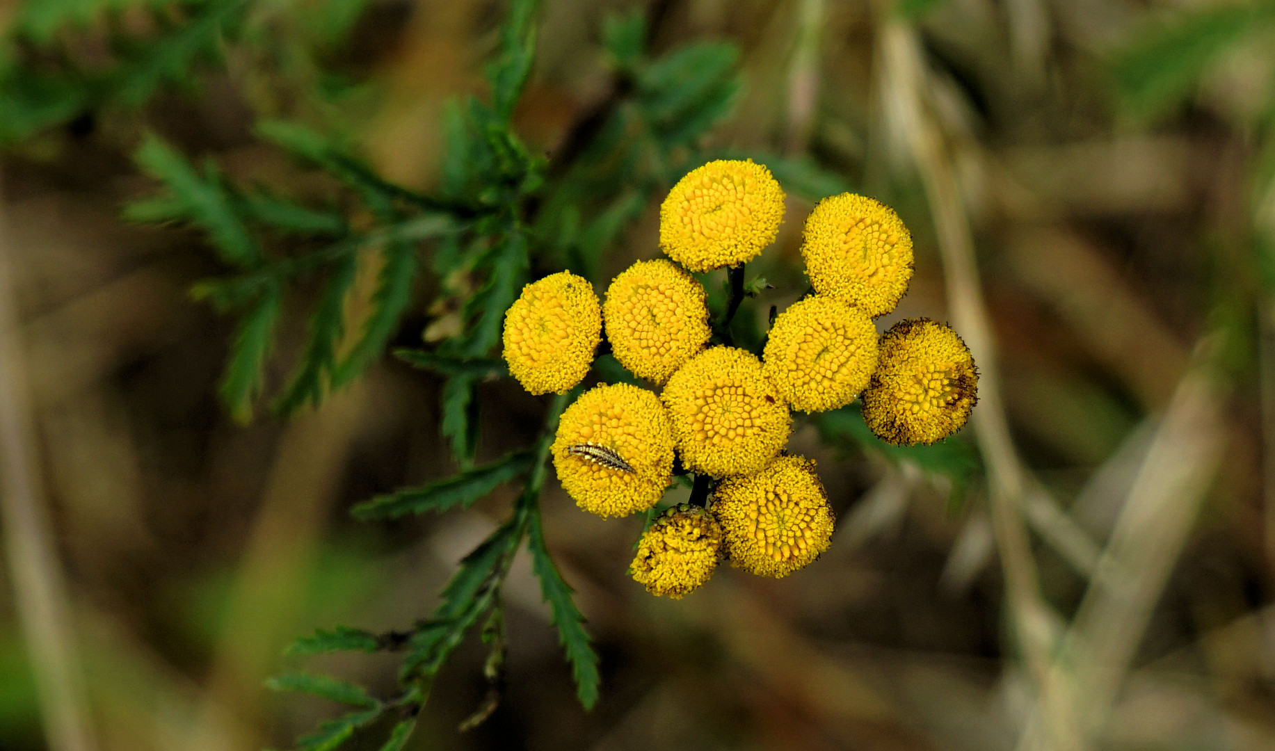 Blüten