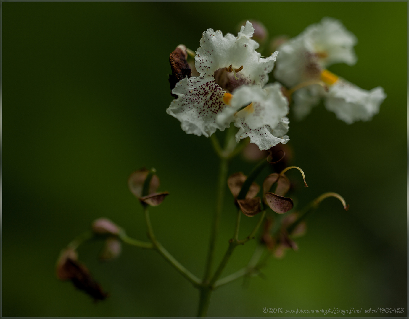 Blüten