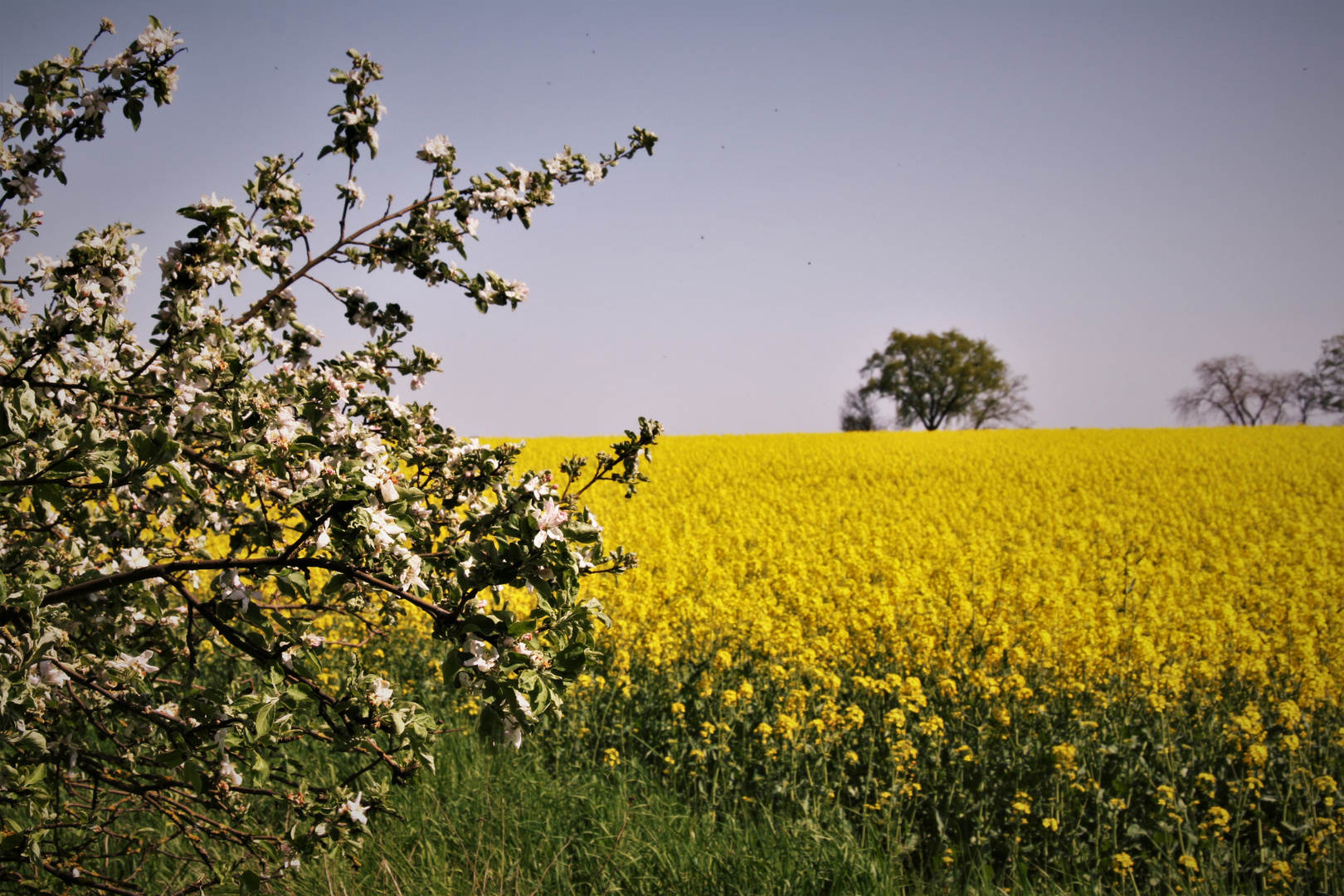 Blüten