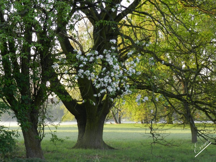 Blüten