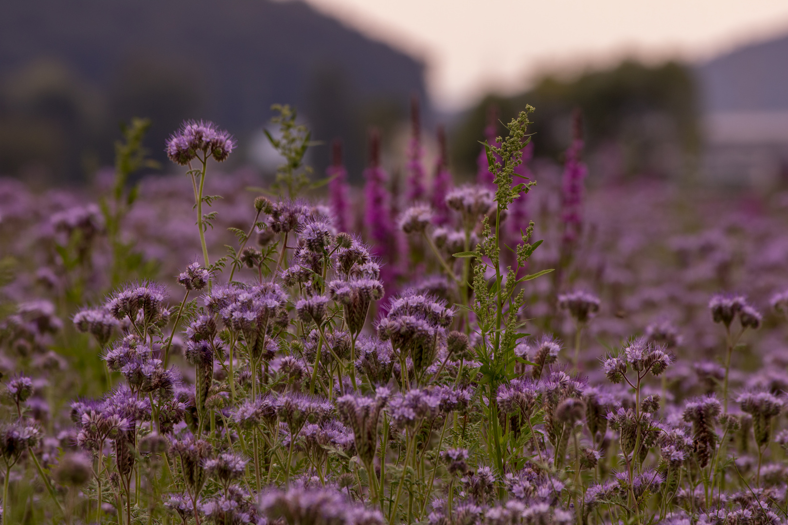 blüten