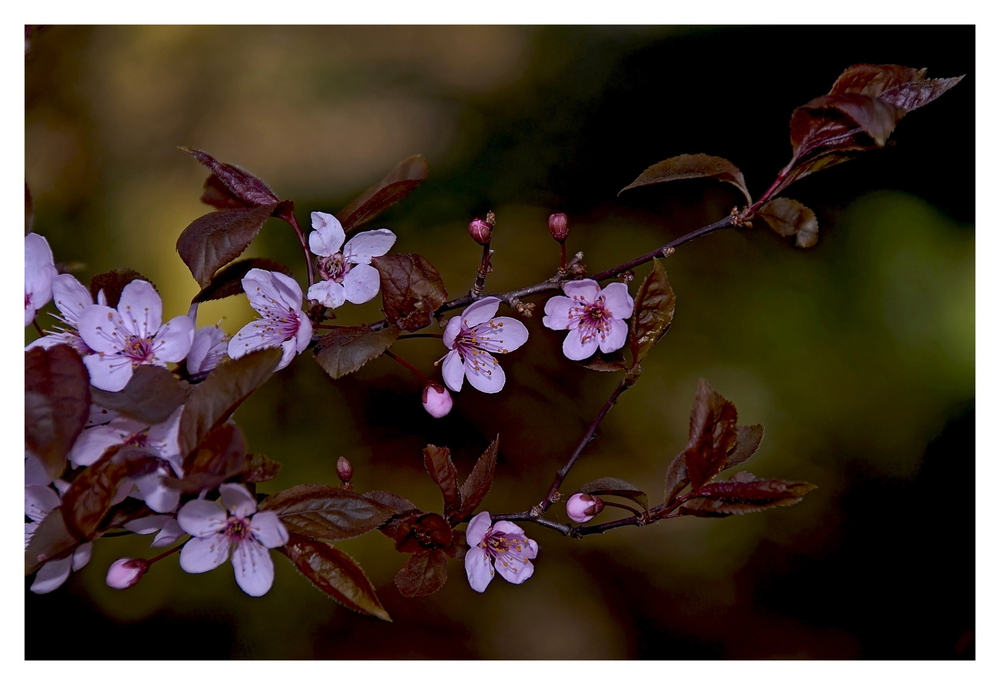 Blüten