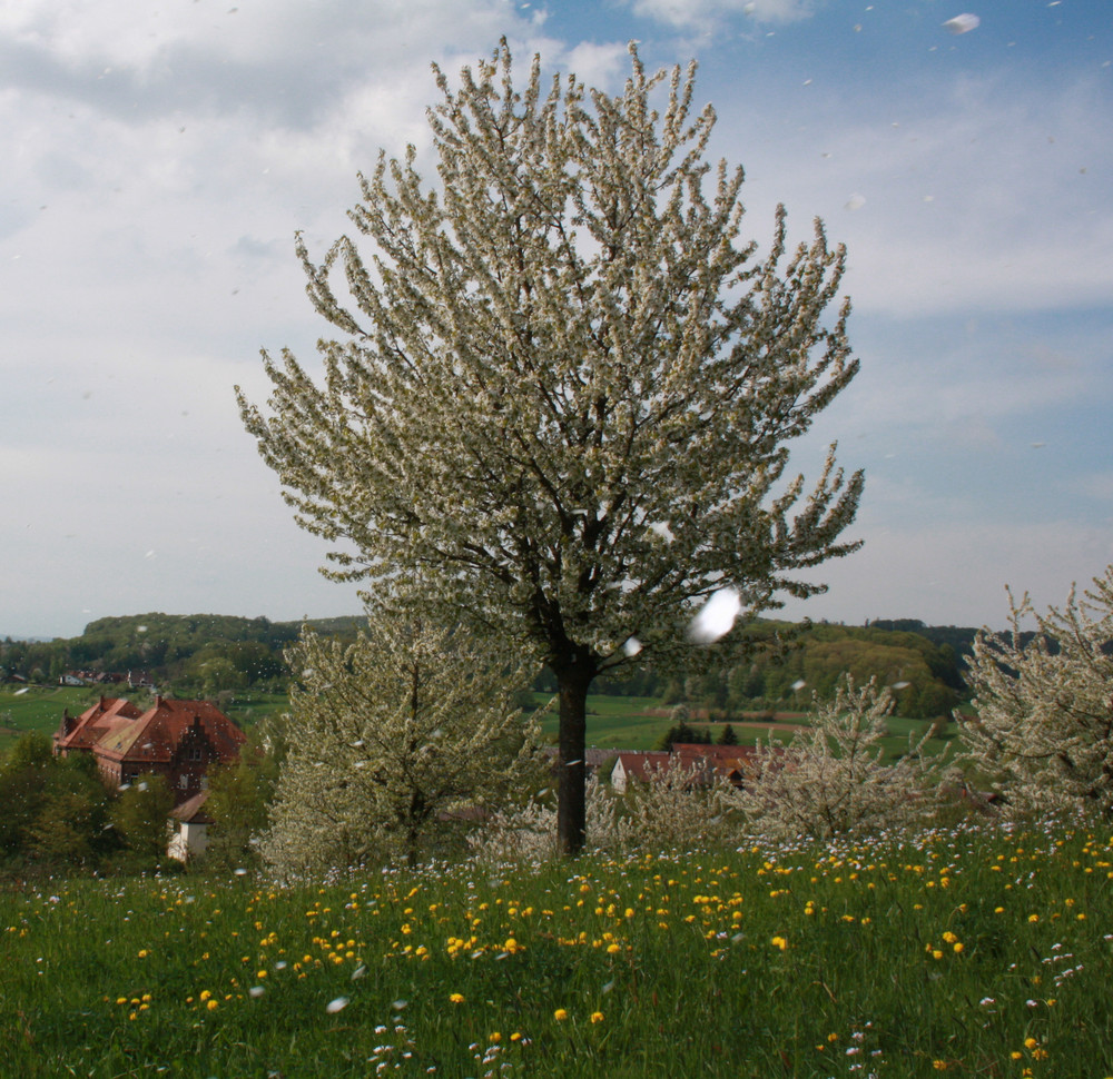 Blüten von Michbauer 