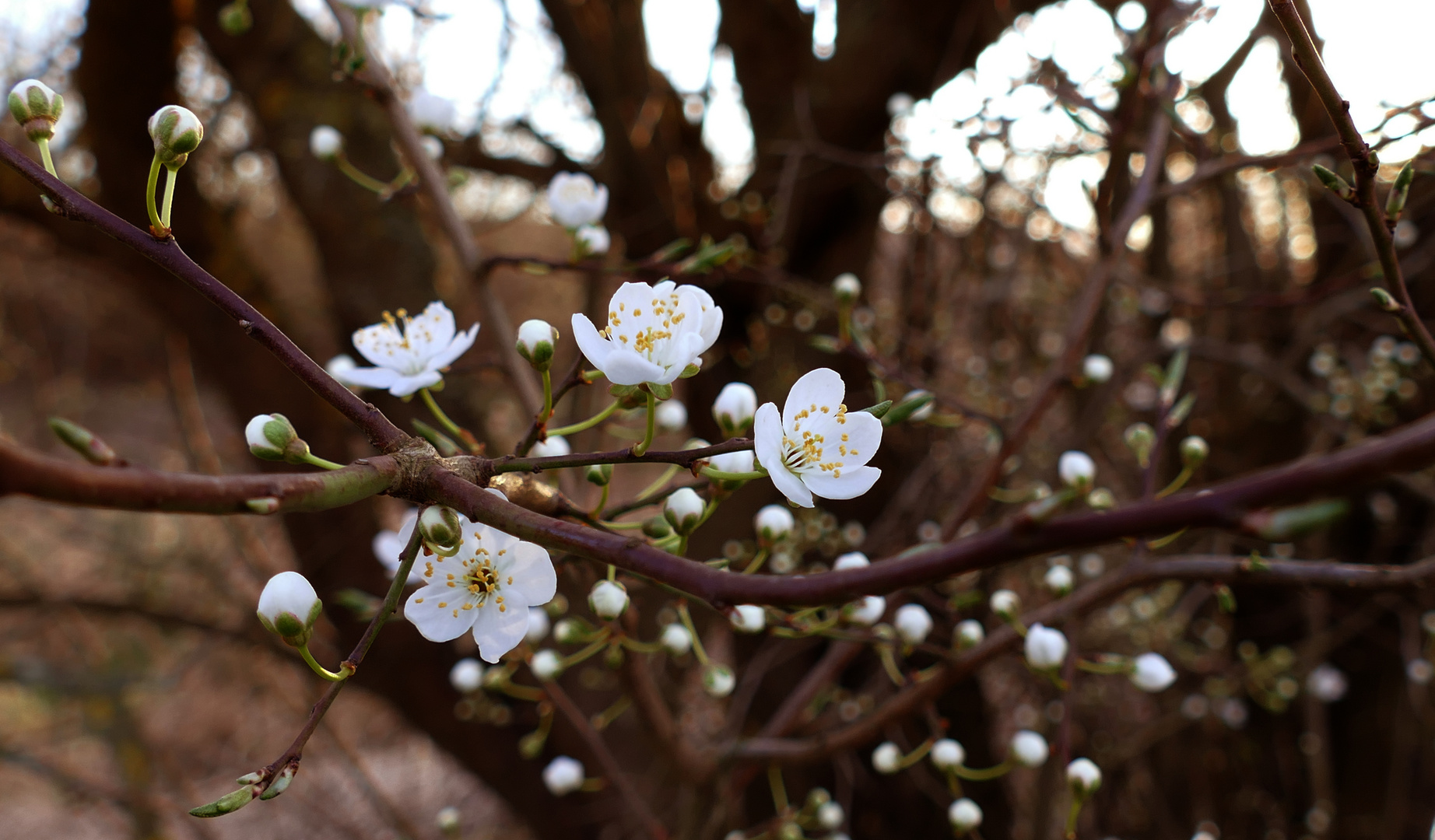 Blüten