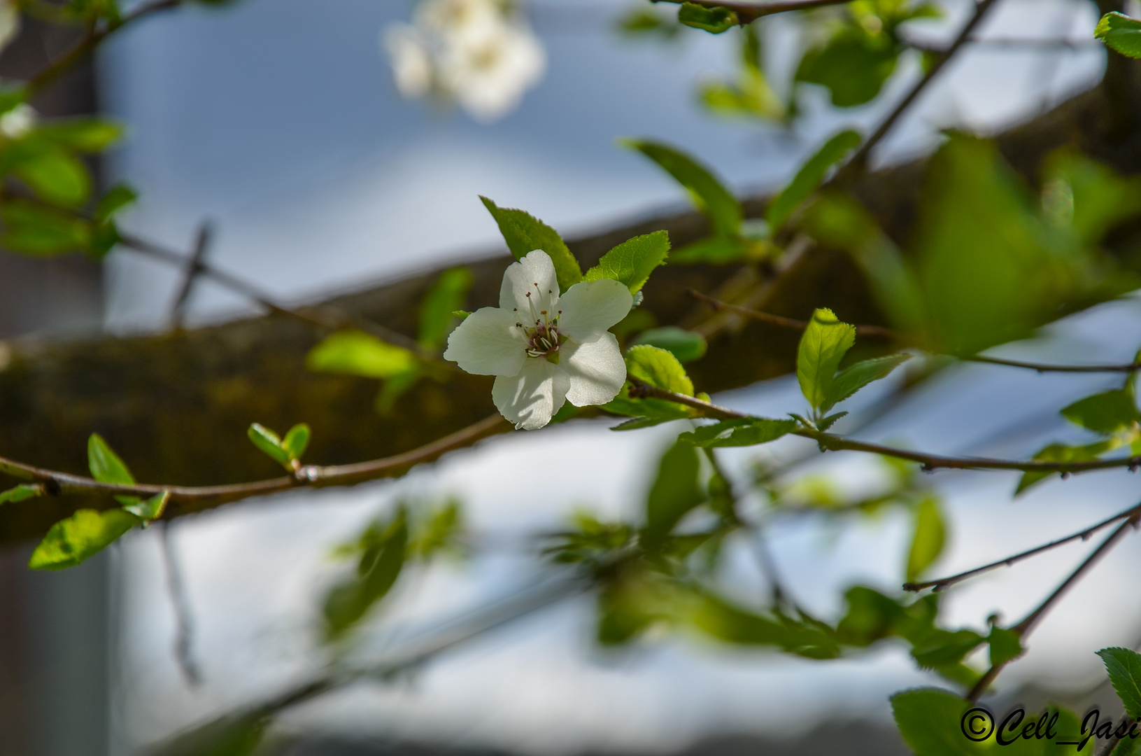 Blüten