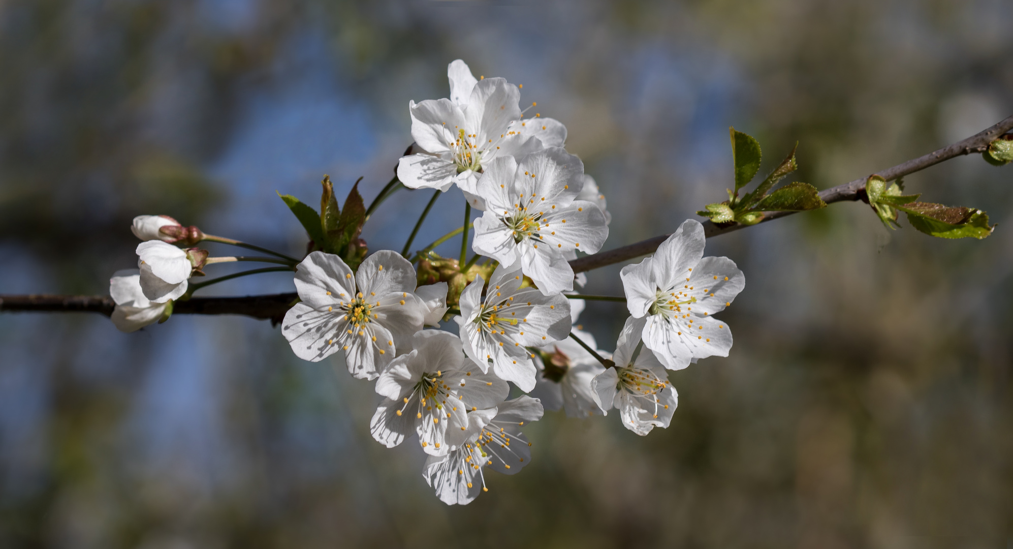 blüten