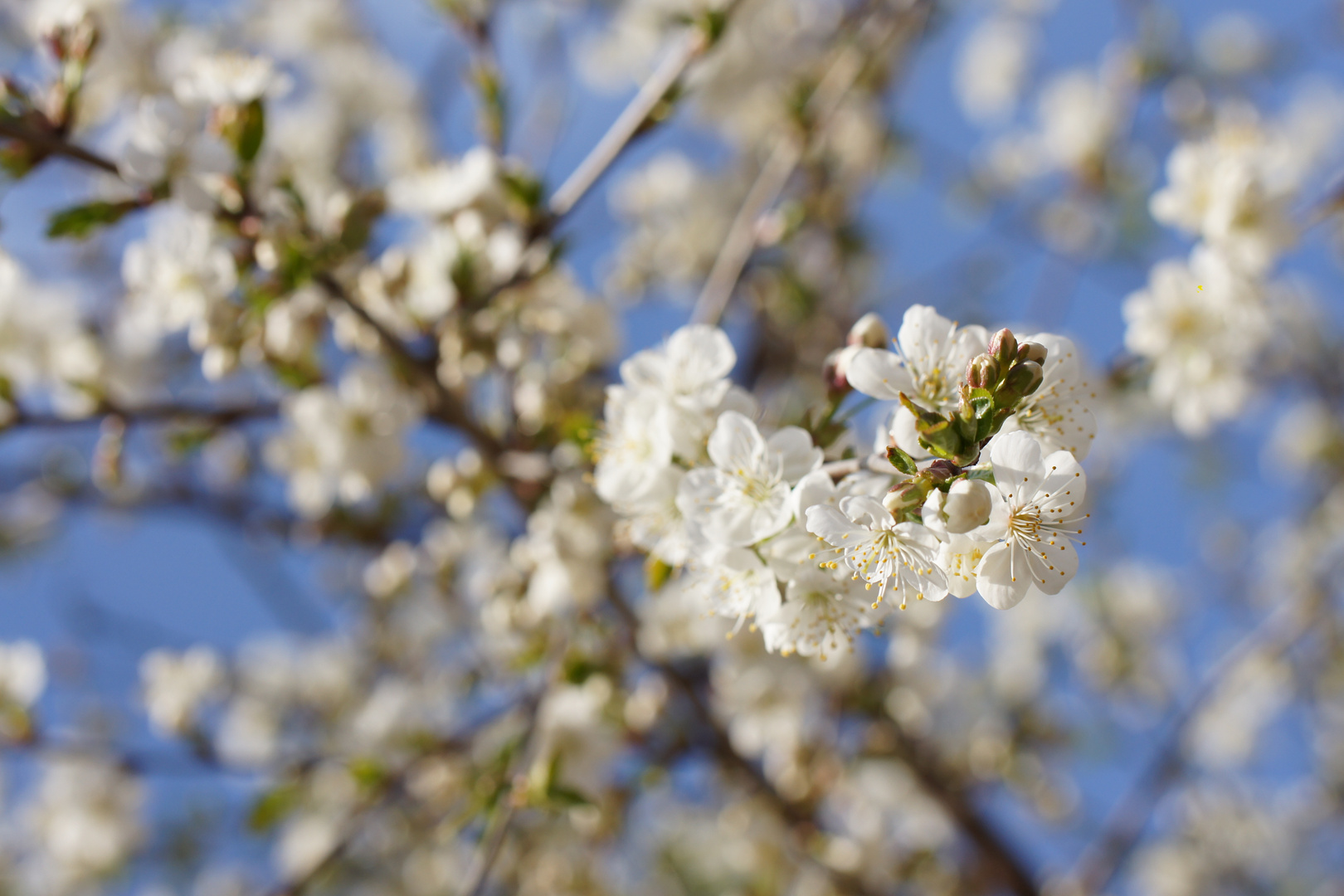 Blüten