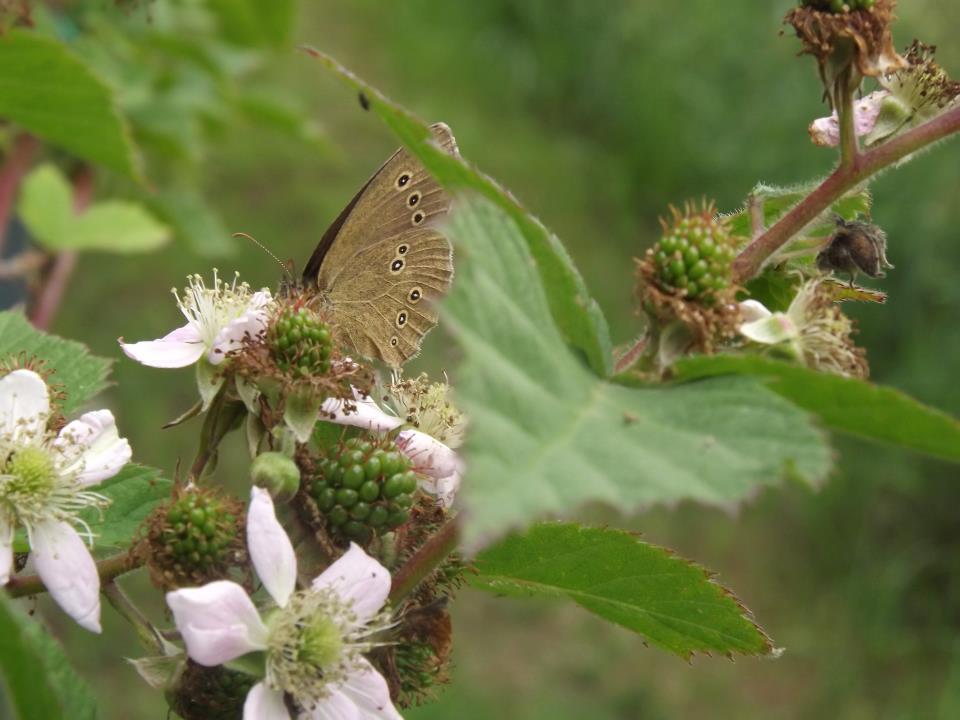 Blüten