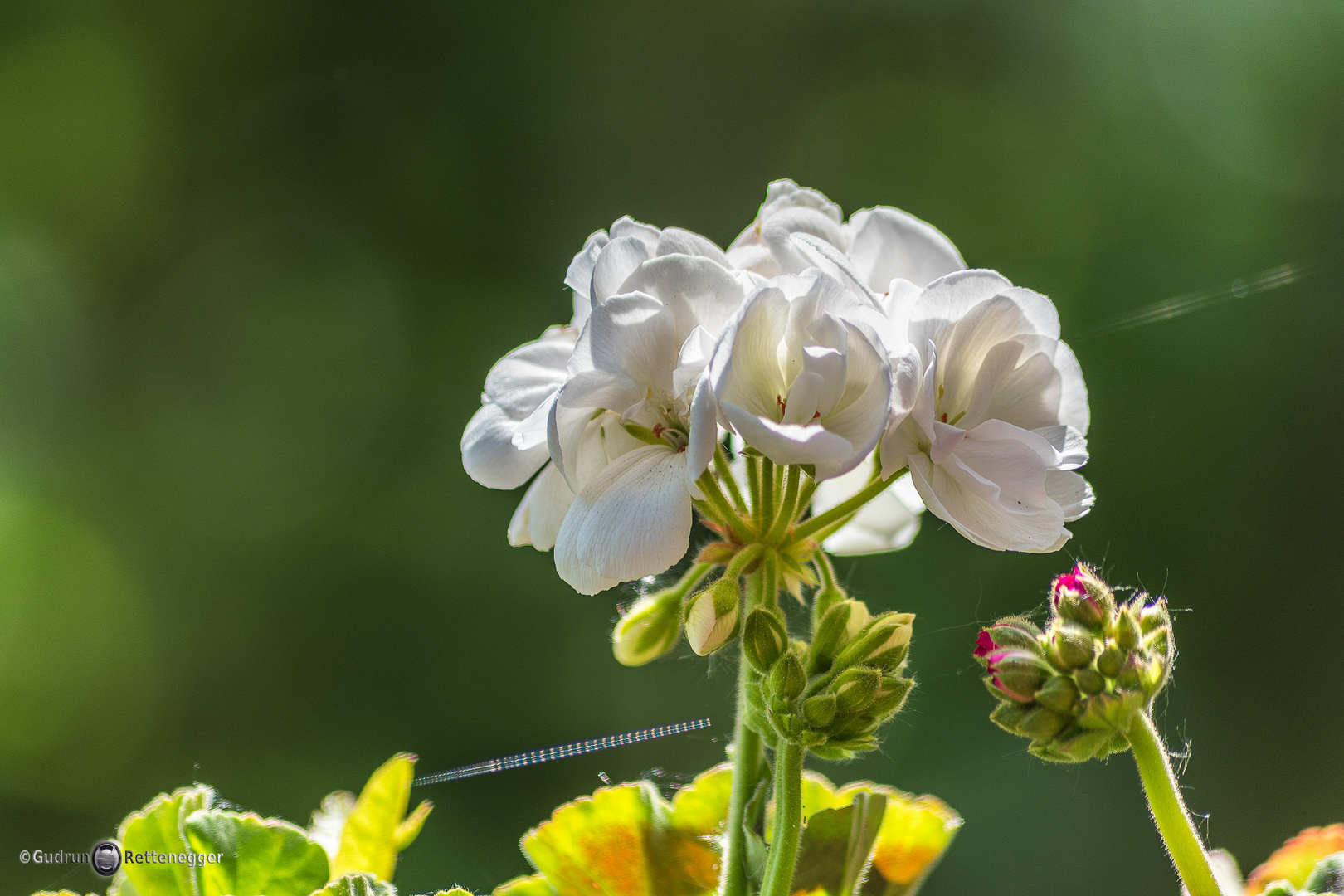 Blüten