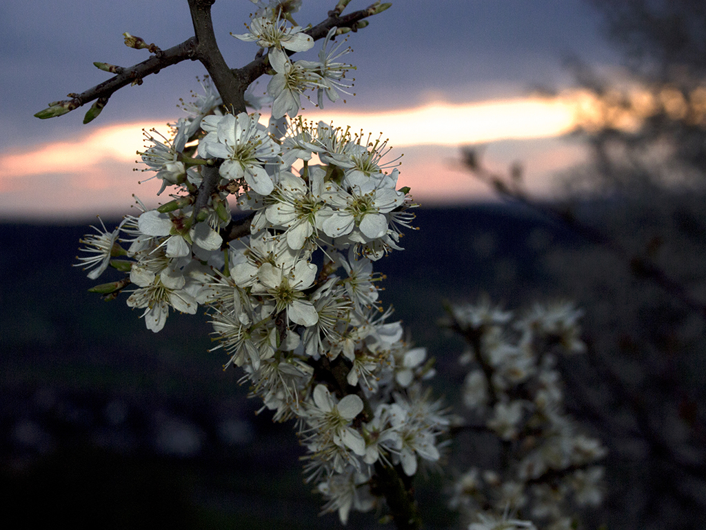 Blüten