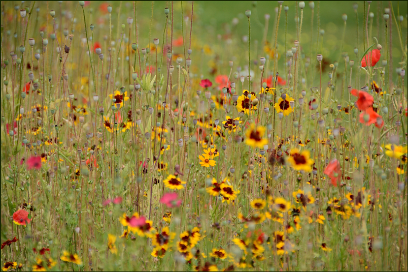 Blüten