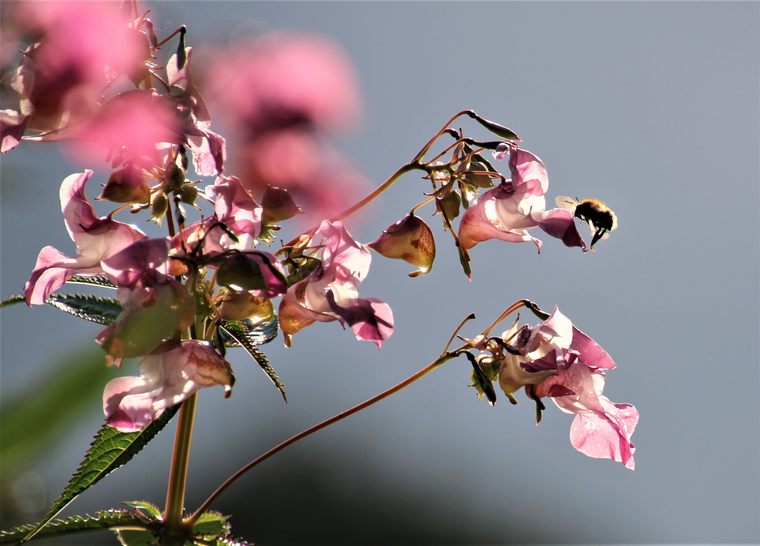 Blüten