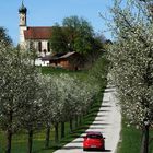 Blüten - Allee zur Kirche hinauf..