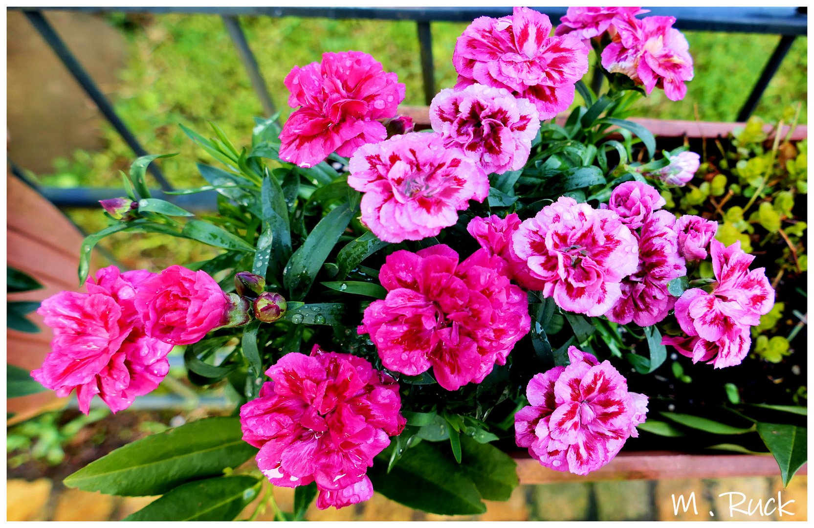 Blüten als Schmuck vor dem Haus 