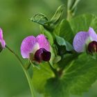 Blüten am Abend