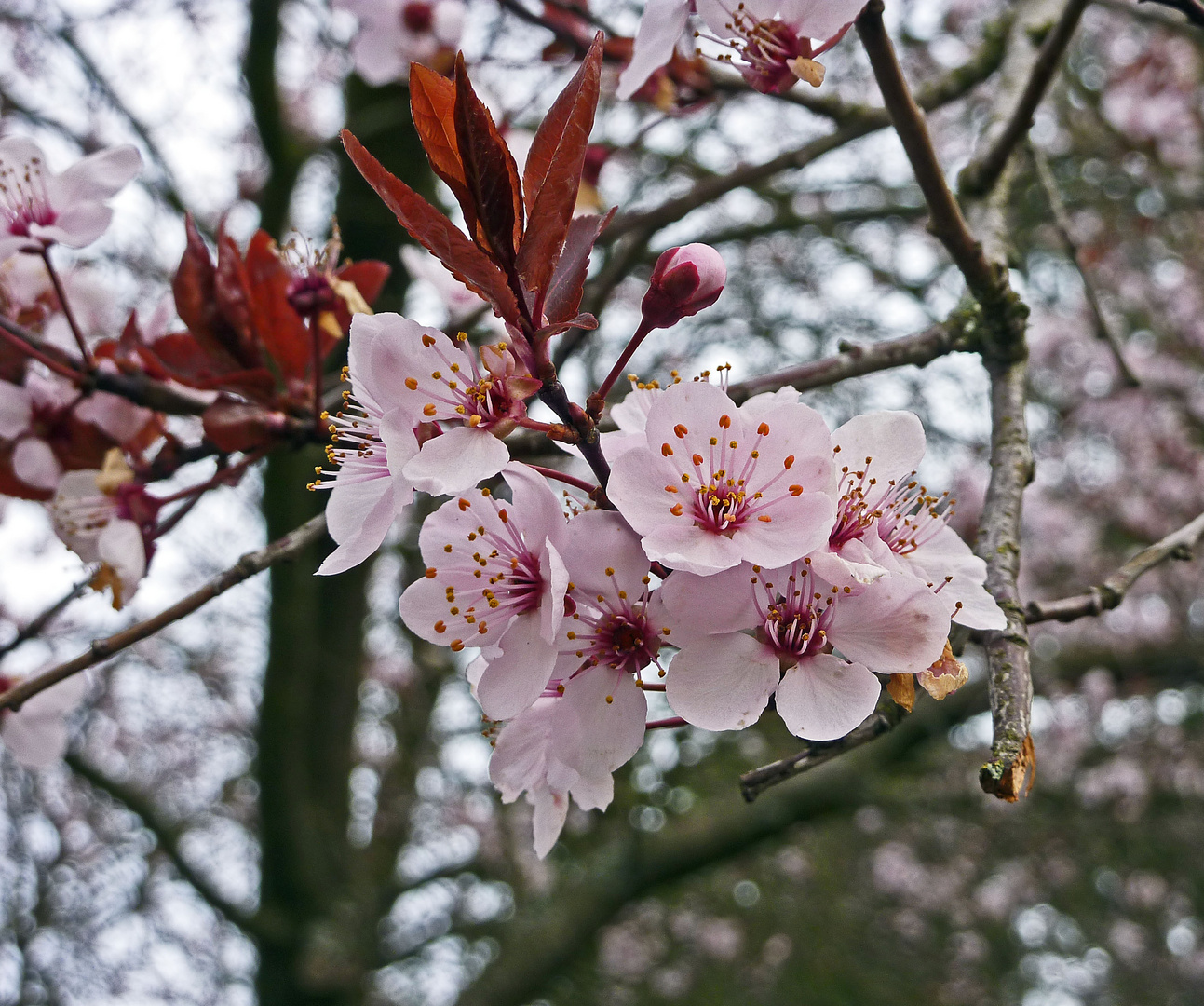 Blüten am Ahornbaum