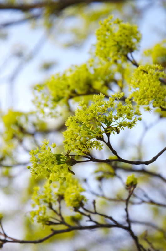 Blüten am Ahornbaum