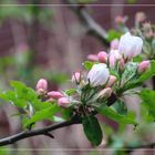   Blüten am Apfelbaum 