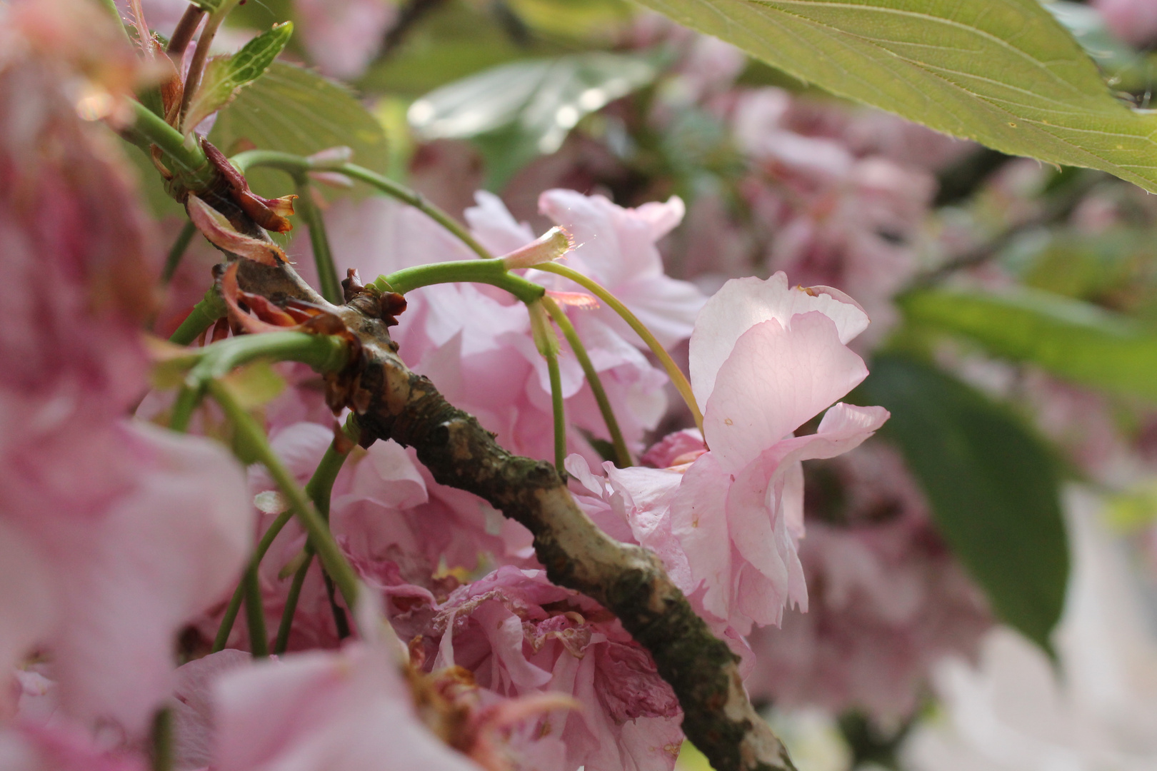 Blüten am Ast