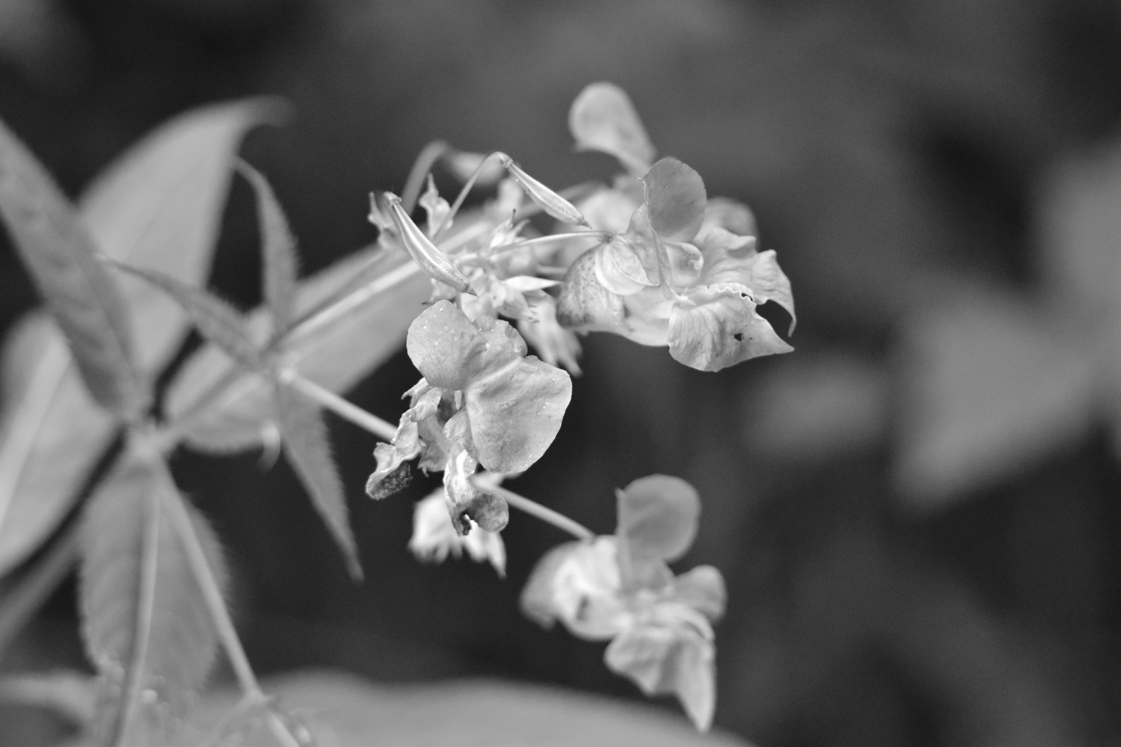 Blüten am Bach, Weschnitztal (Hessen)