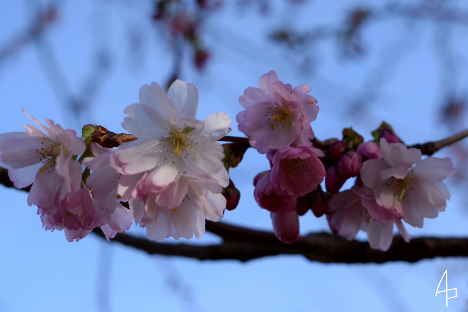 Blüten am Baum