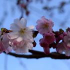 Blüten am Baum