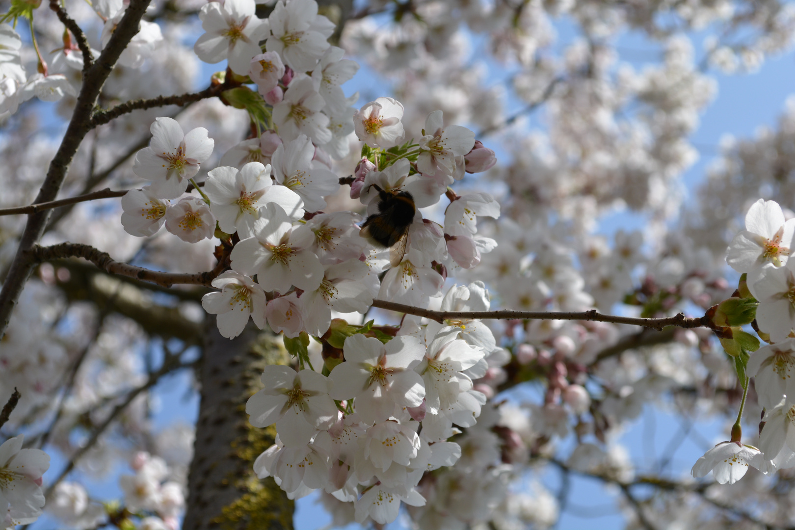 Blüten am Baum