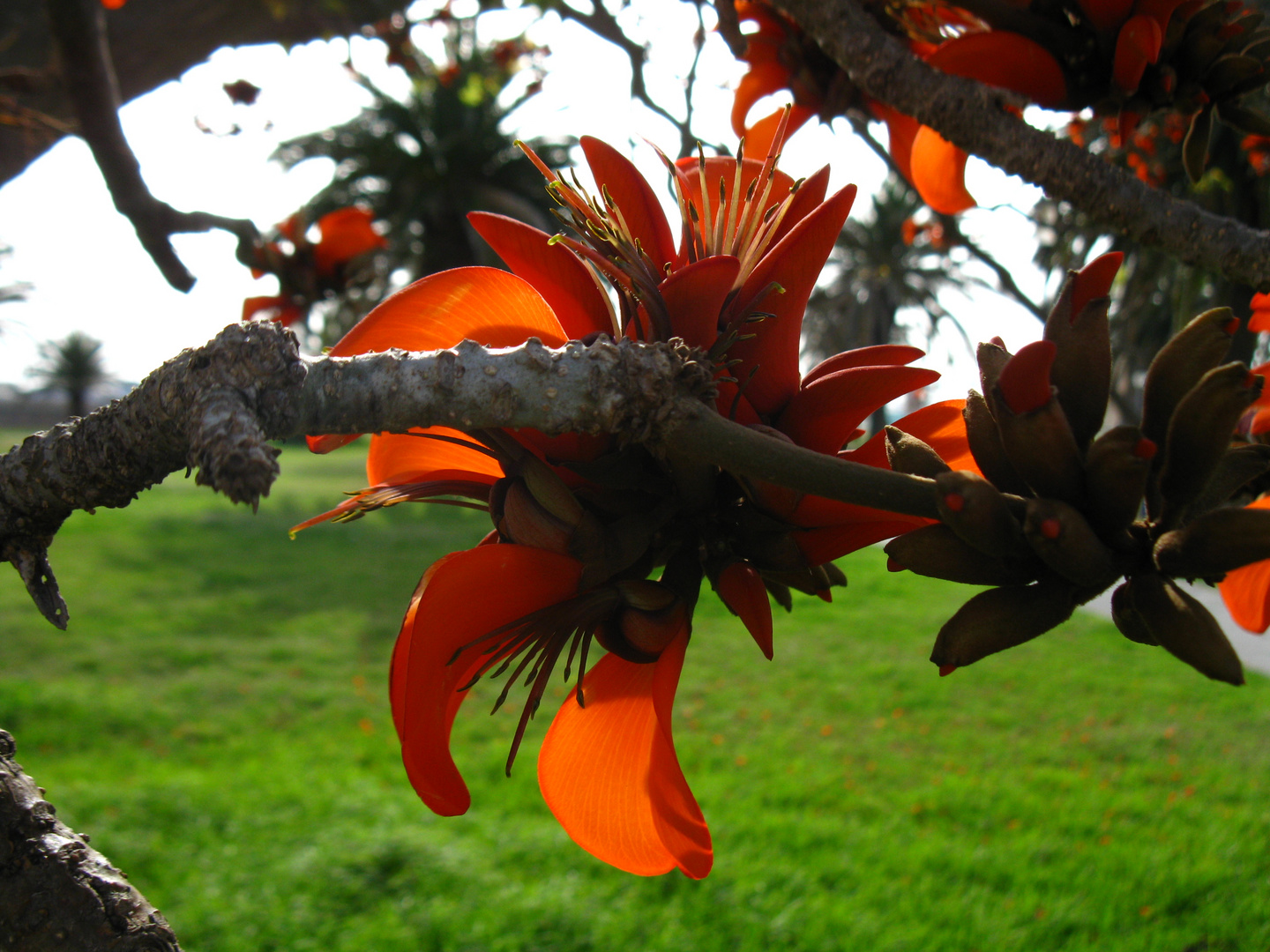 Blüten am Baum