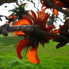 Blüten am Baum