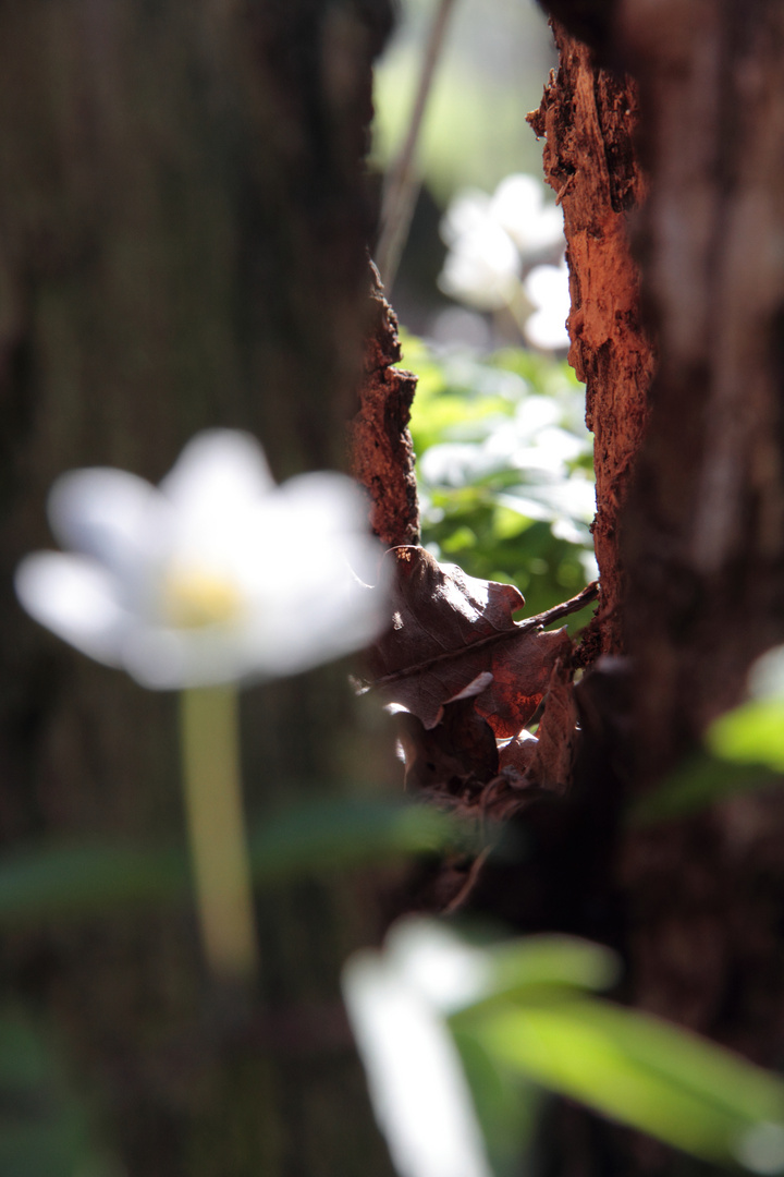 Blüten am Baum