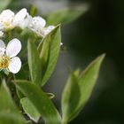 Blüten am Baum